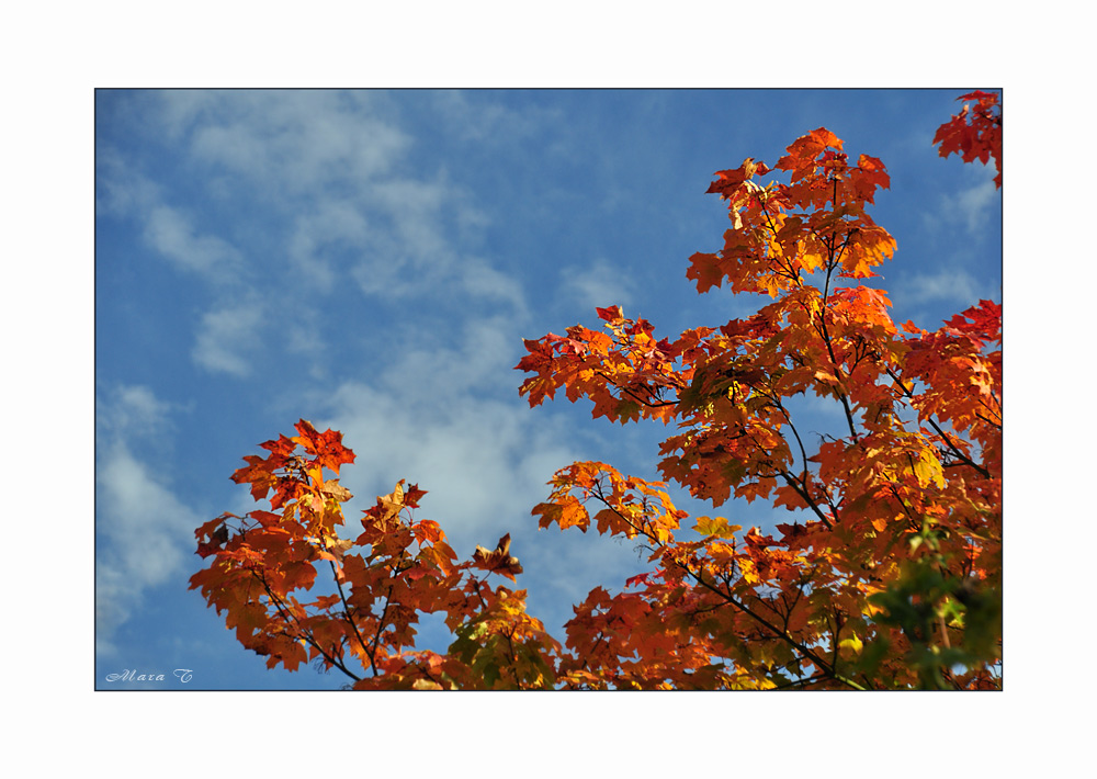 Rotgoldener Oktober