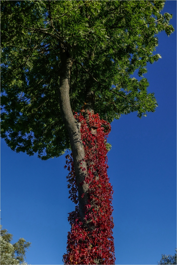 Rot/Grün/Blau