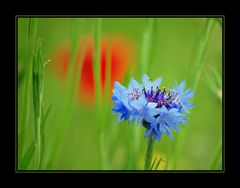 Rot/Grün/Blau/Gelb