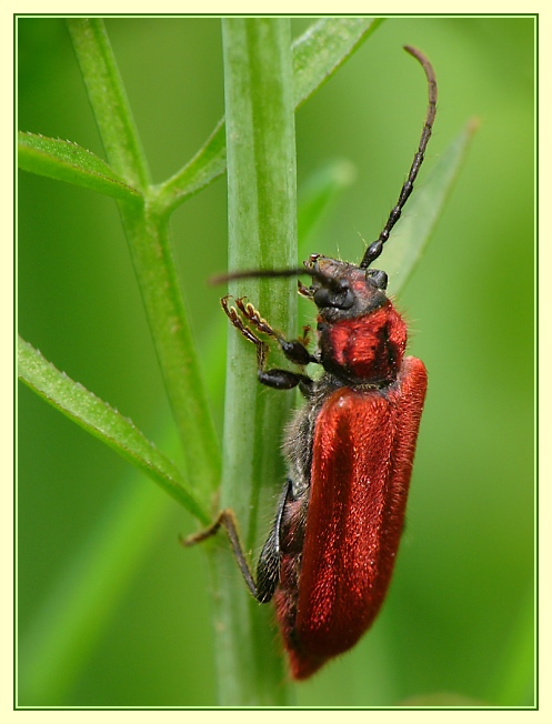 Rothaarbock (Pyrrhidium sanguineum)