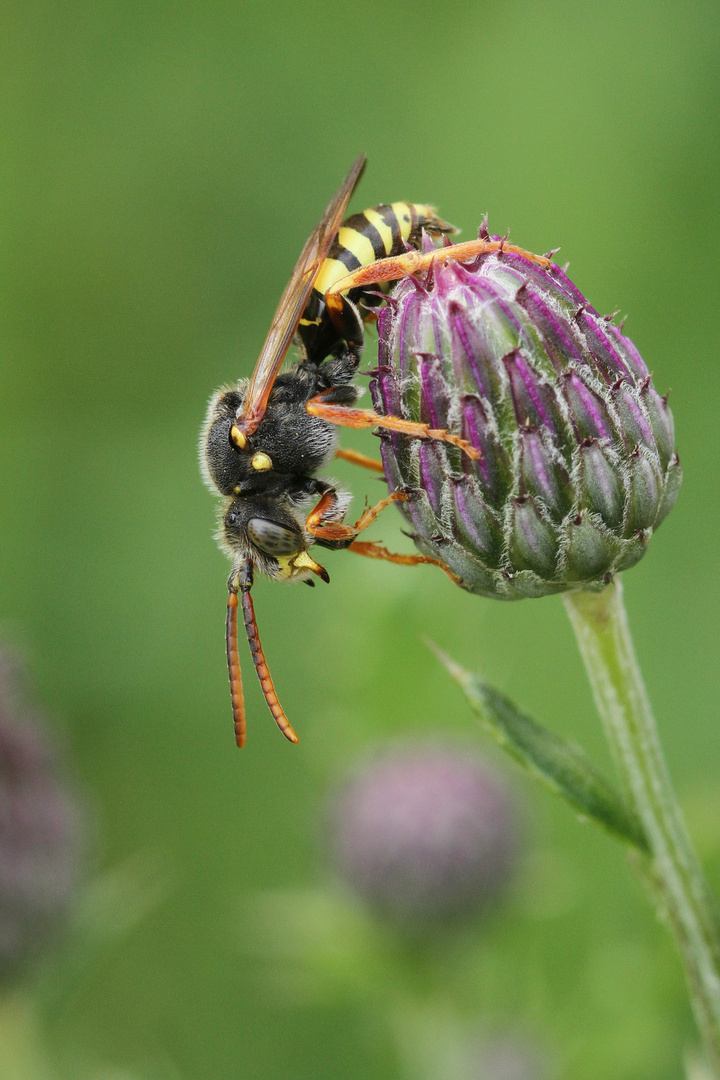 Rothaarige Wespenbiene