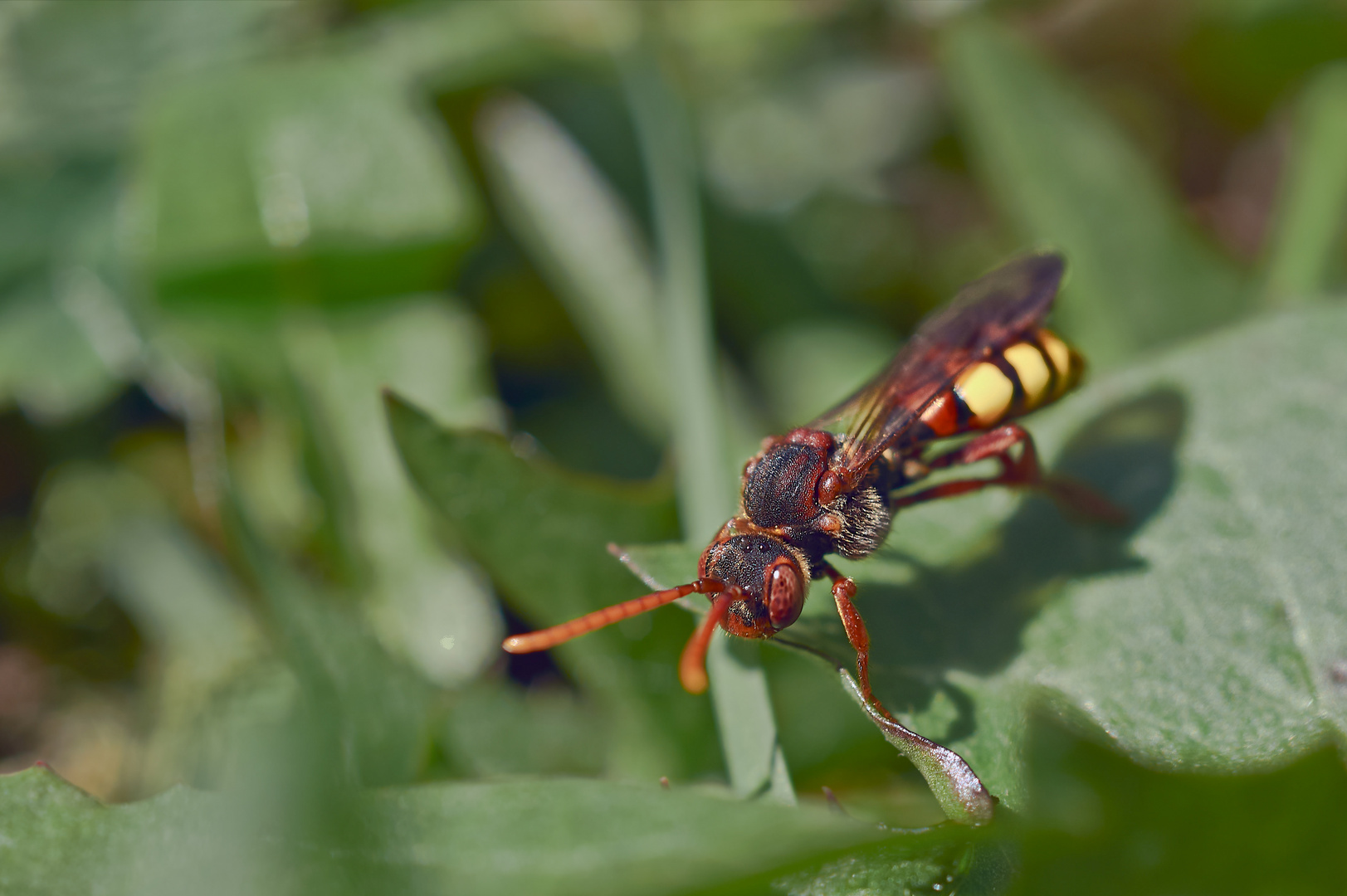 Rothaarige Wespenbiene