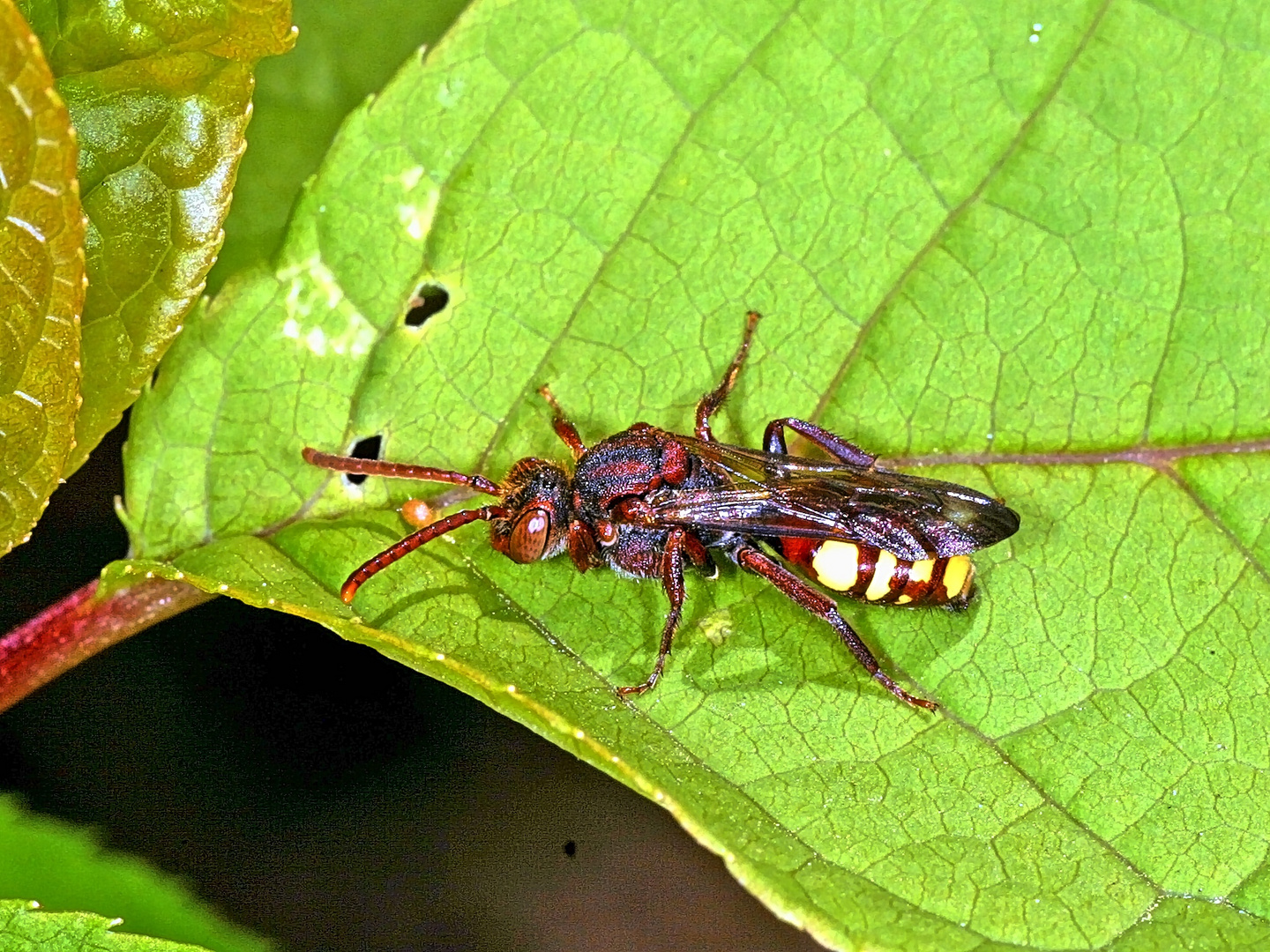 Rothaarige Wespenbiene (Nomada lathburiana).....