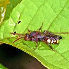 Rothaarige Wespenbiene (Nomada lathburiana).....