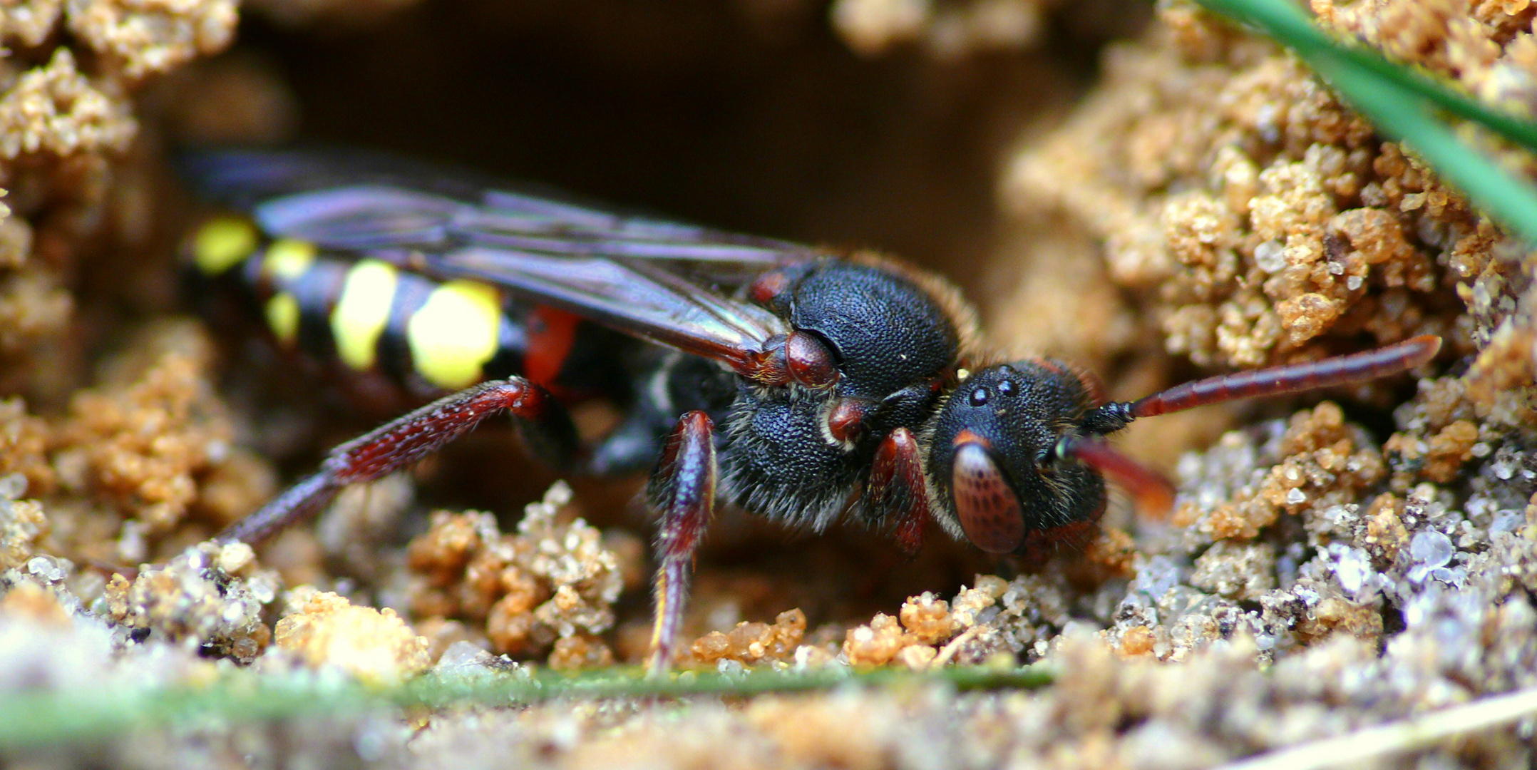 Rothaarige Wespenbiene (Nomada lathburiana)