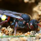 Rothaarige Wespenbiene (Nomada lathburiana)