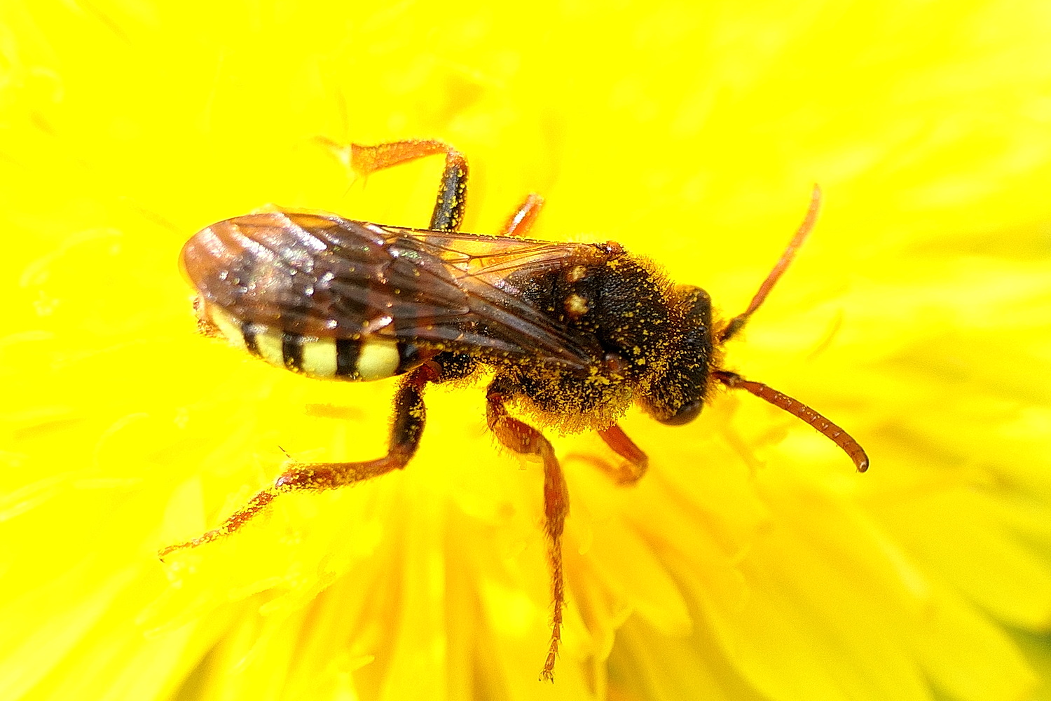 Rothaarige Wespenbiene (Nomada lathburiana)