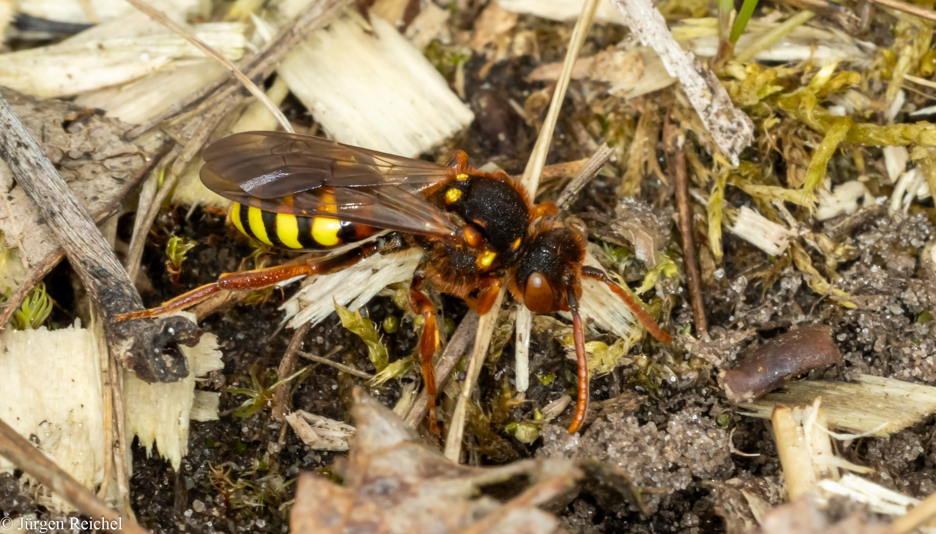 Rothaarige Wespenbiene (Nomada lathburiana) 