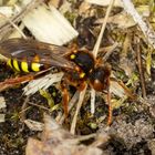 Rothaarige Wespenbiene (Nomada lathburiana) 