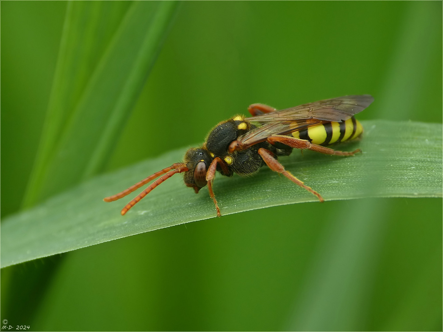 Rothaarige Wespenbiene   (Nomada lathburiana) 
