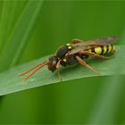 Rothaarige Wespenbiene   (Nomada lathburiana) 