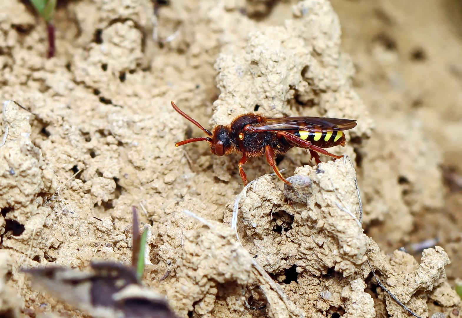 Rothaarige Wespenbiene,Nomada lathburiana