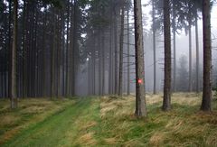 Rothaarsteig im Nebel