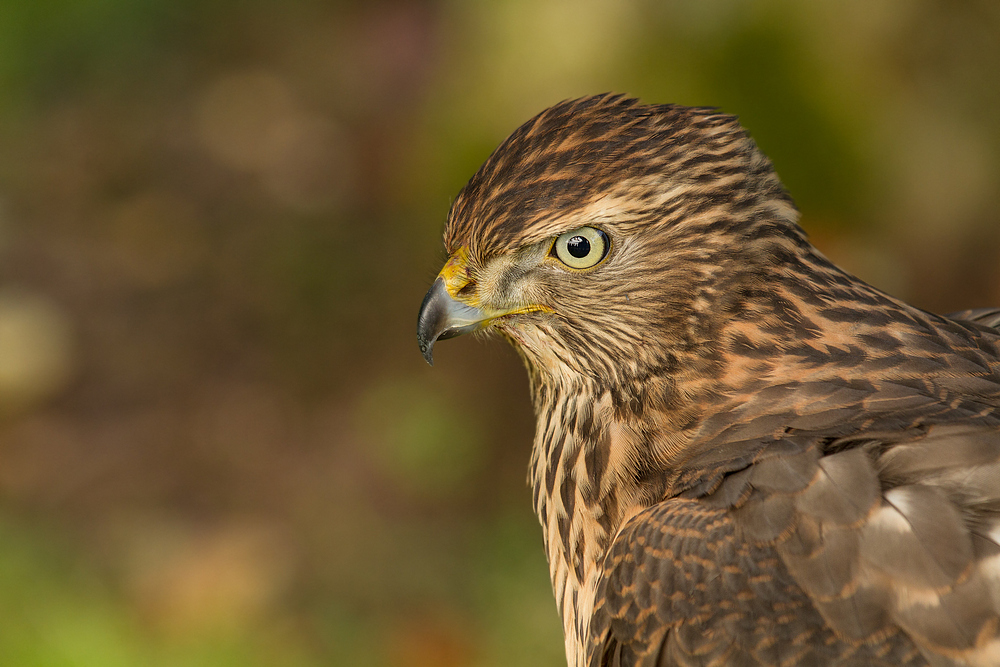 Rothabicht (Accipiter gentilis)