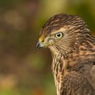 Rothabicht (Accipiter gentilis)