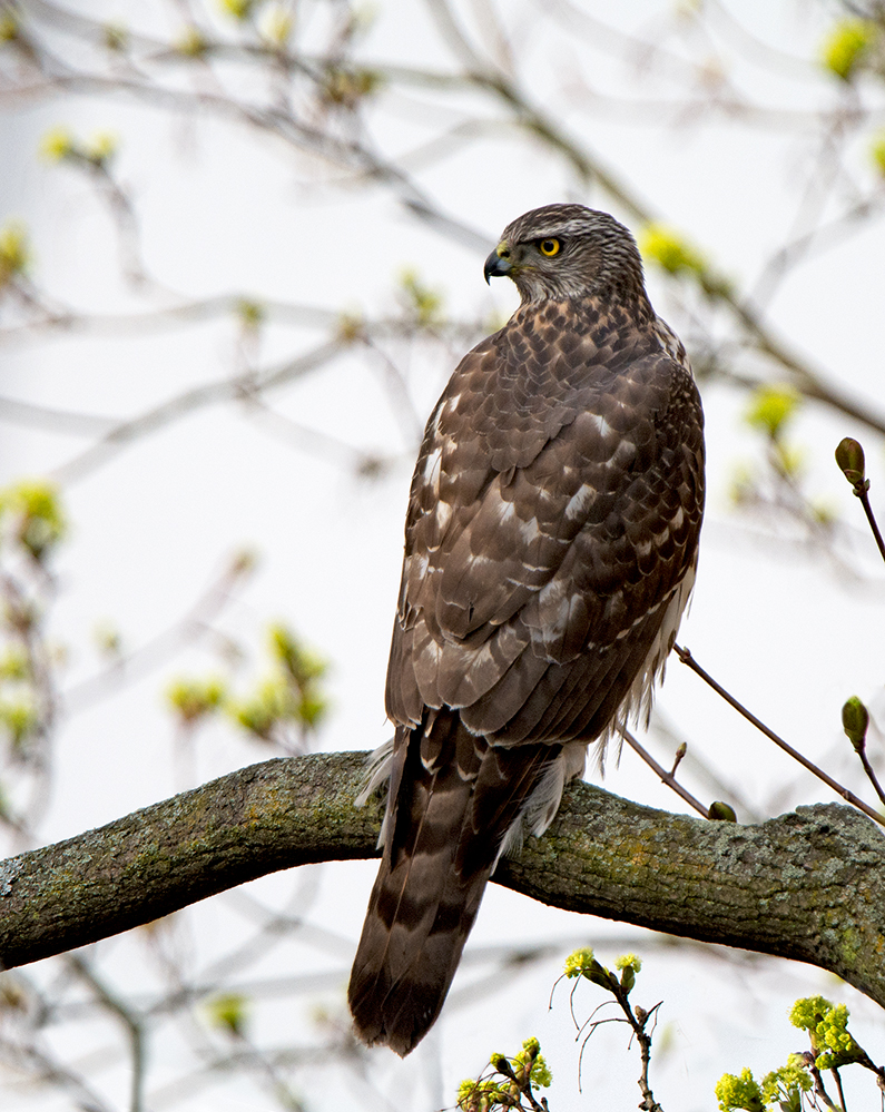 Rothabicht (Accipiter gentilis)