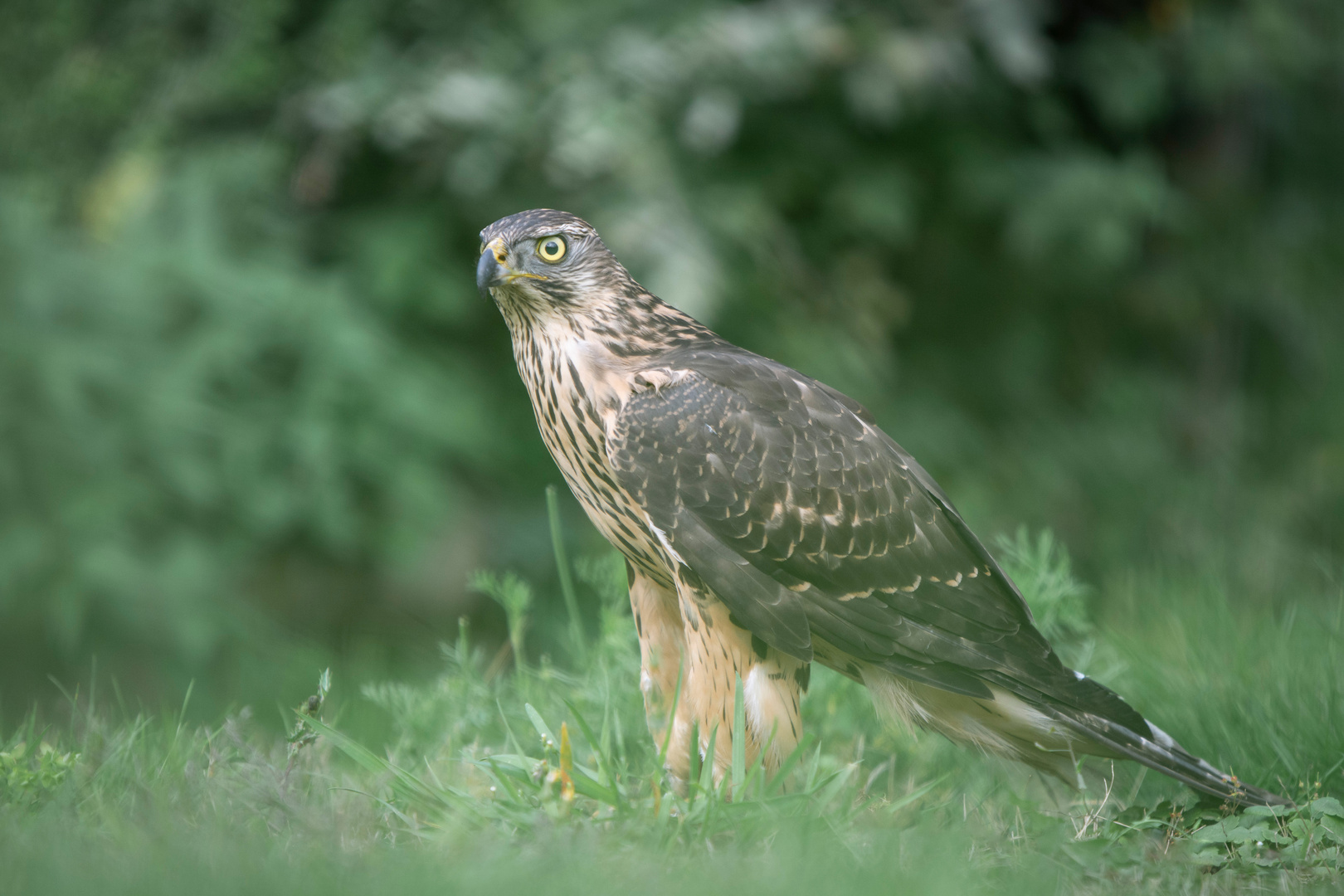 Rothabicht bei erfolgloser Jagd