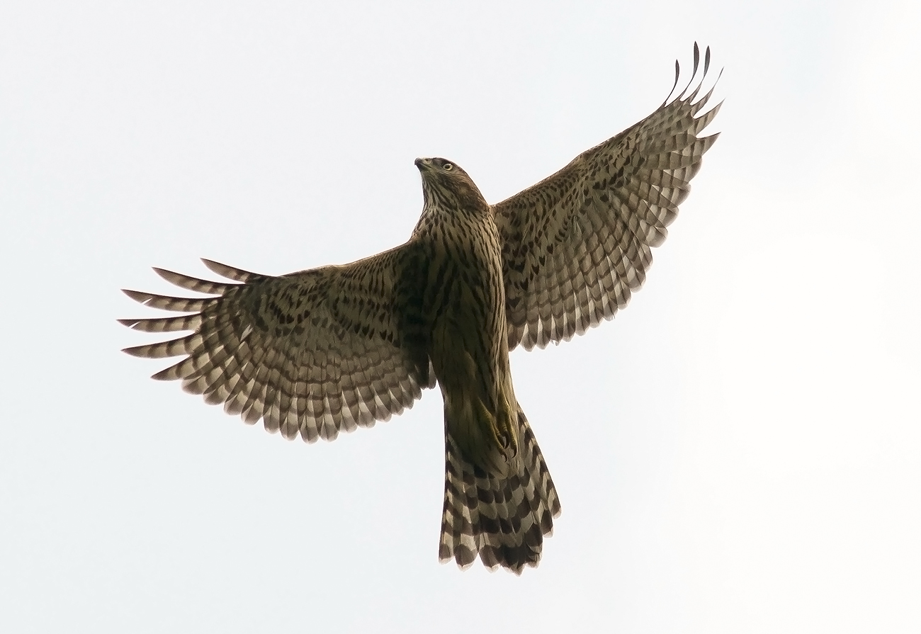 Rothabicht im Überflug