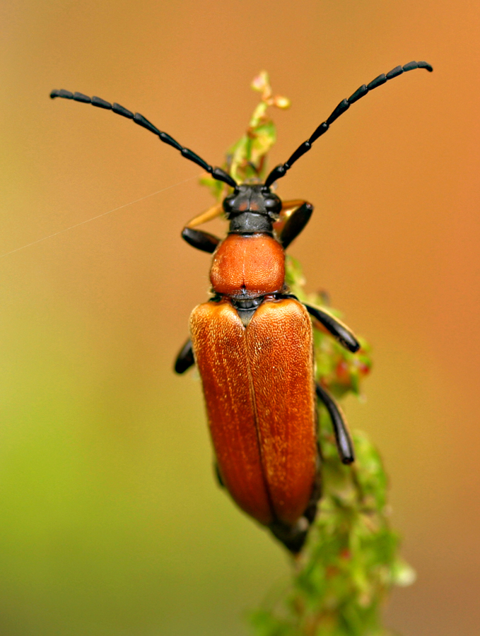 Rothalsbock