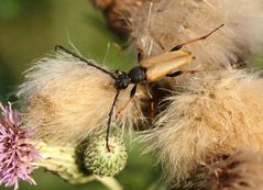 Rothalsbock auf einer Distel