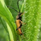 Rothalsbock (Corymbia rubra) - Männchen