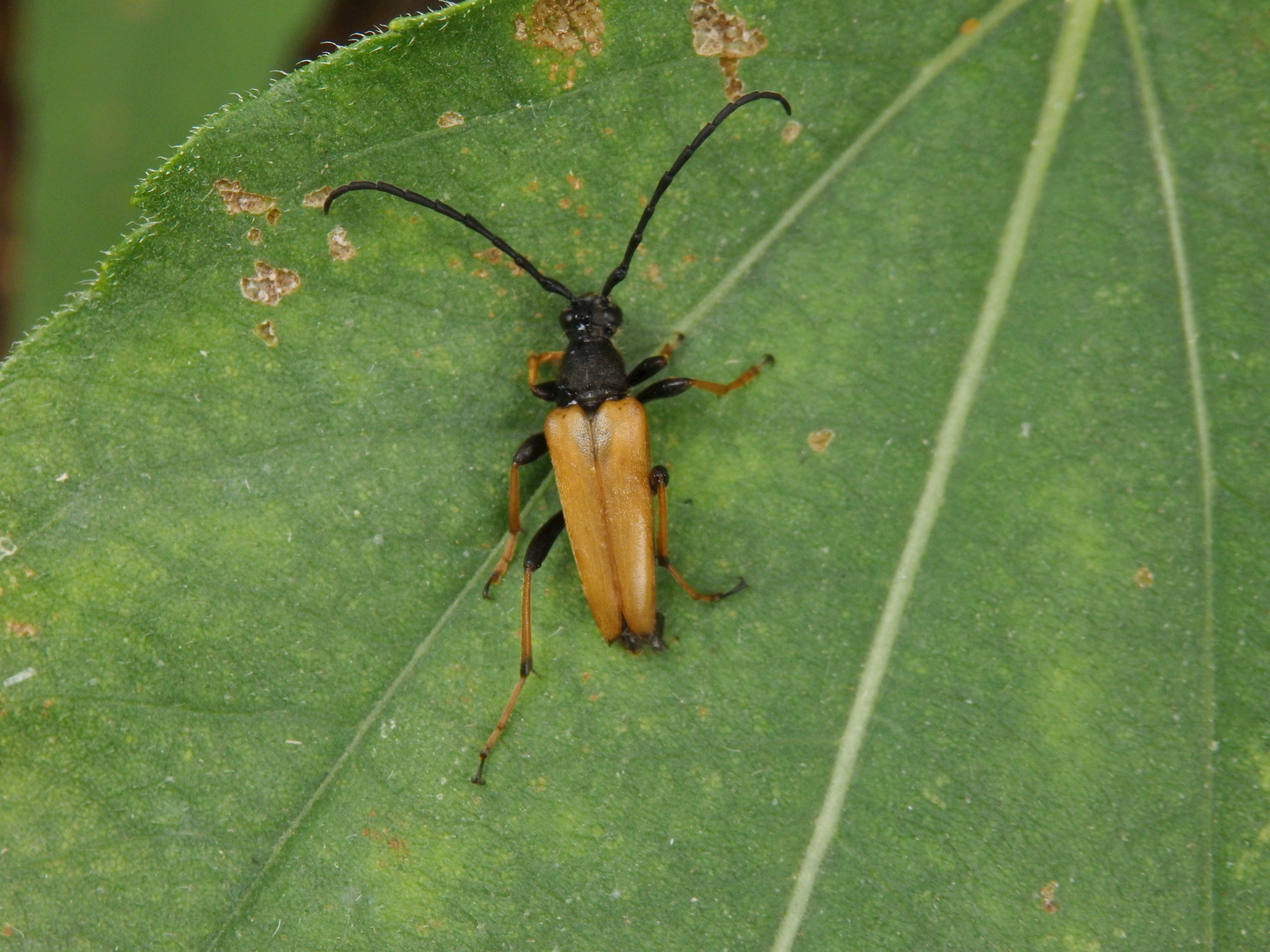 Rothalsbock (Corymbia rubra) - Männchen