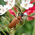 Rothalsbock (Corymbia rubra) - Weibchen