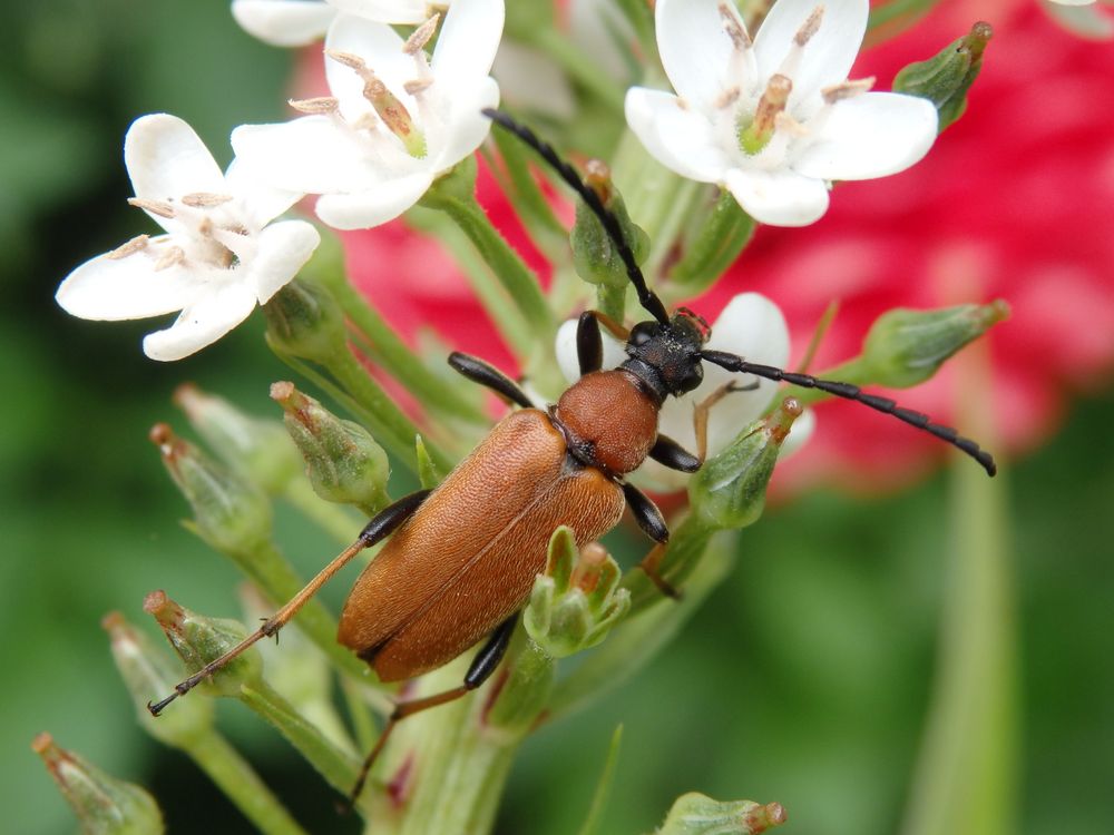 Rothalsbock (Corymbia rubra) - Weibchen