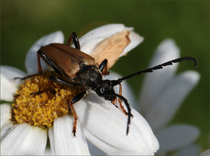 Rothalsbock-Käfer, Männchen (Stictoleptura rubra)