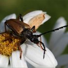 Rothalsbock-Käfer, Männchen (Stictoleptura rubra)