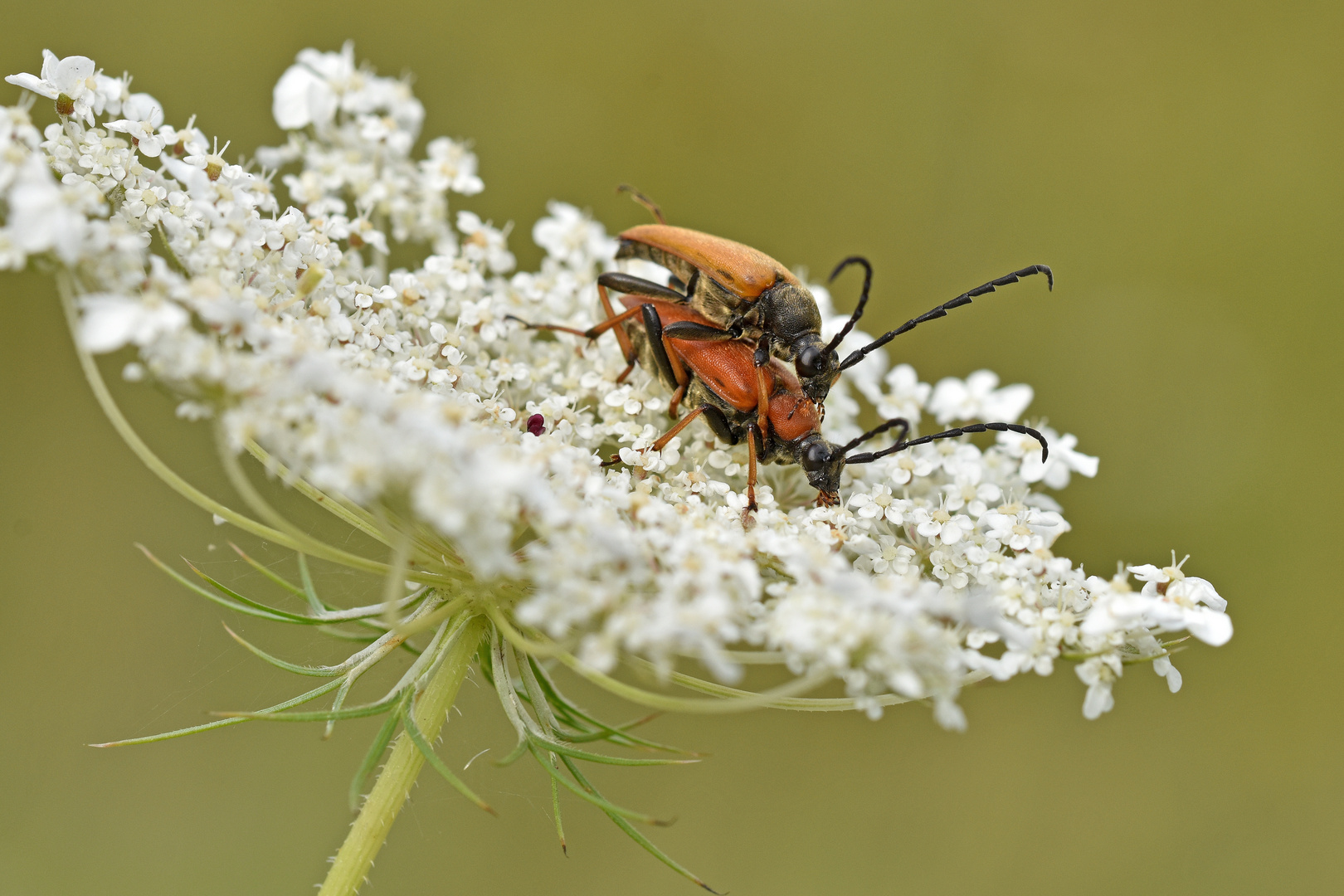 Rothalsbock (Leptura rubra)²