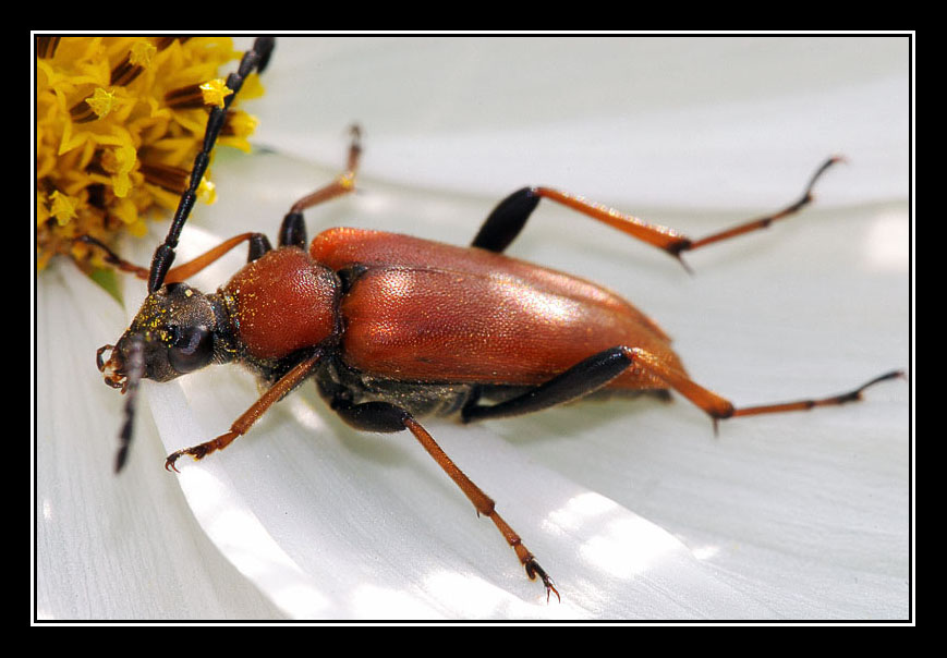 Rothalsbock (leptura rubra)