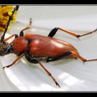 Rothalsbock (leptura rubra)