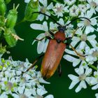 Rothalsbock (Leptura rubra)