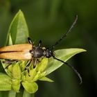 Rothalsbock Männchen