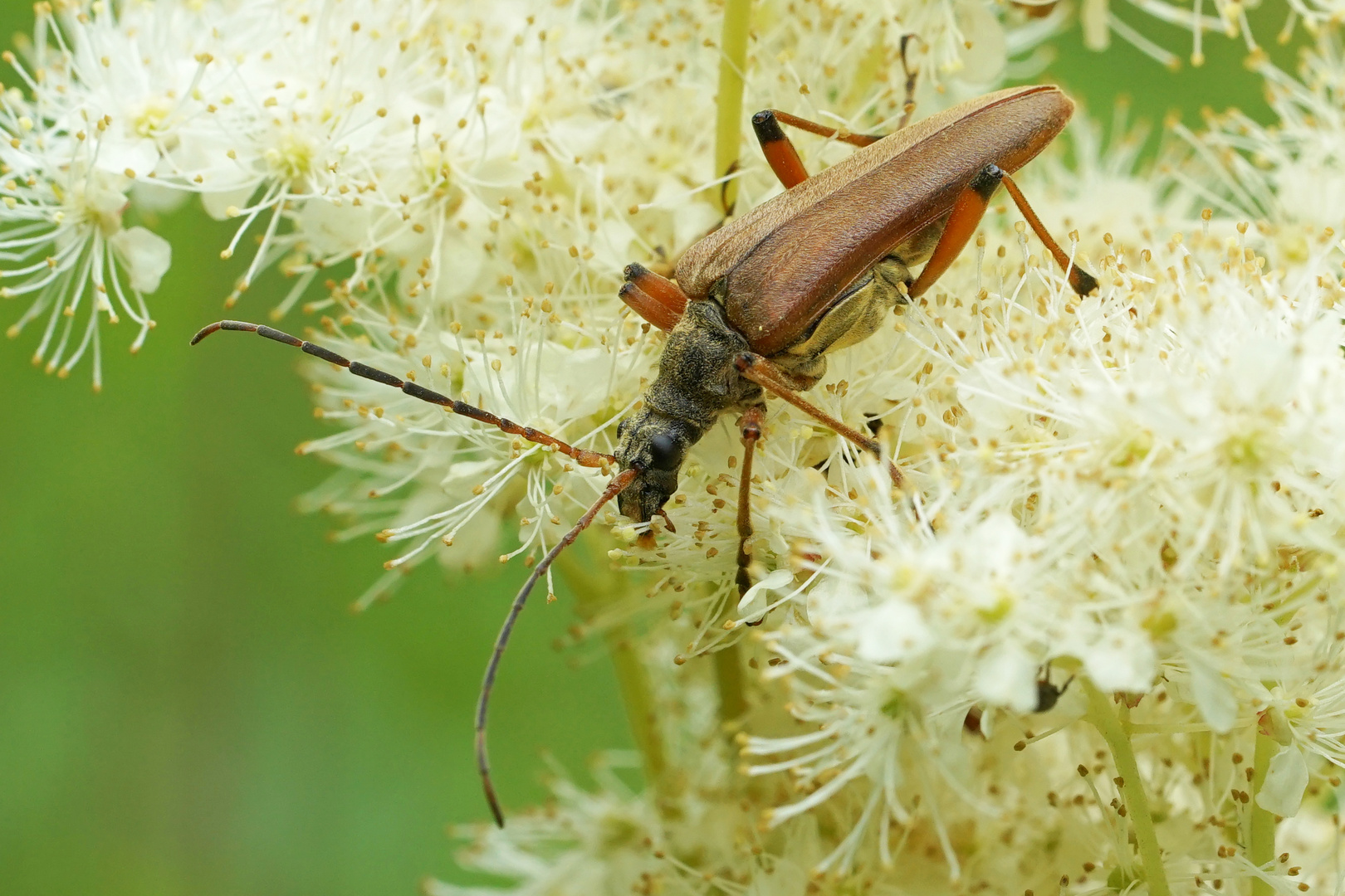 Rothalsbock Männchen