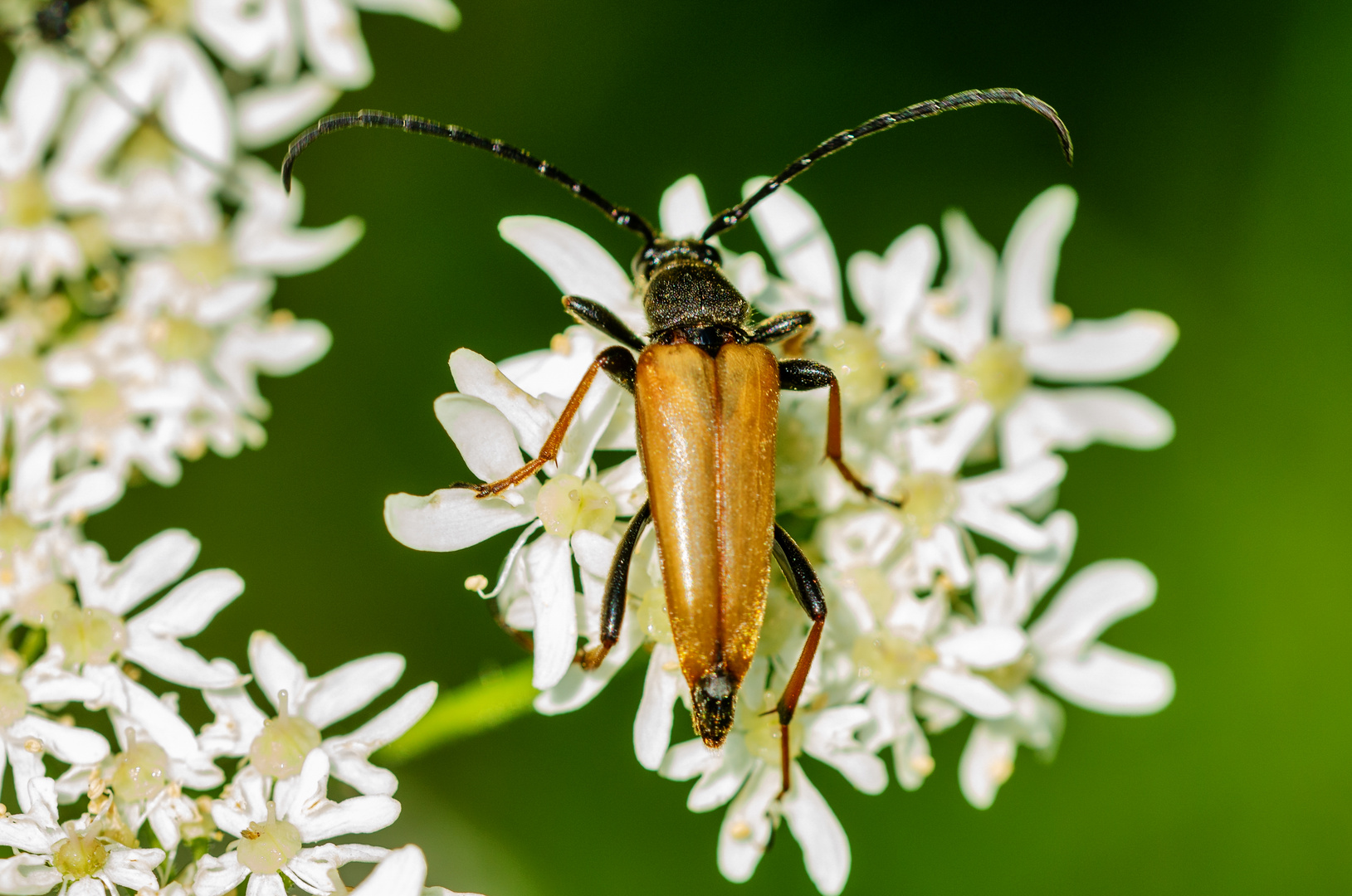 Rothalsbock, Männchen (Leptura rubra)