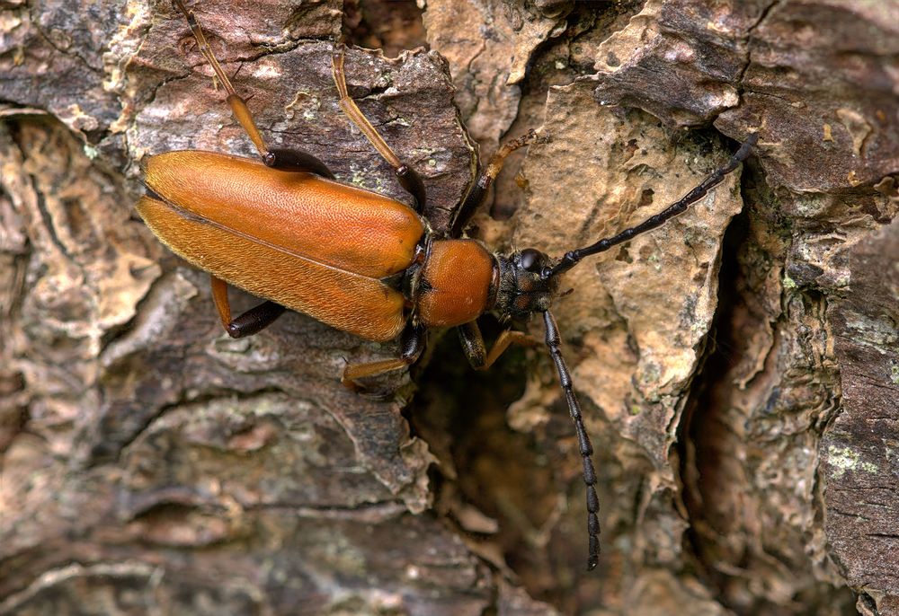 Rothalsbock (Stictoleptura rubra)