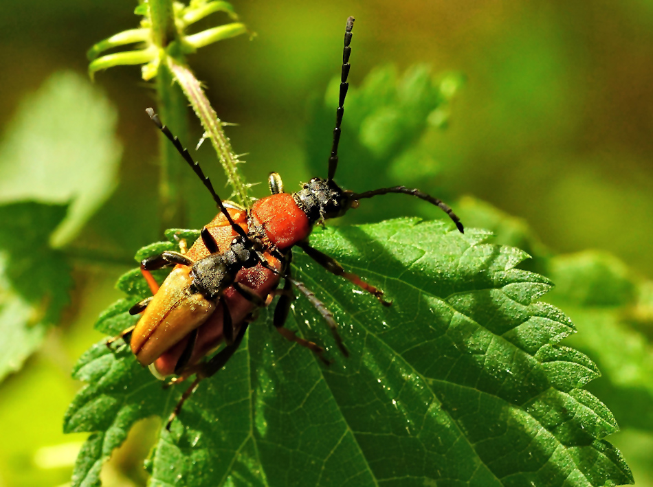 Rothalsbock (Stictoleptura rubra)