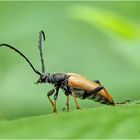 rothalsbock (stictoleptura rubra) ....