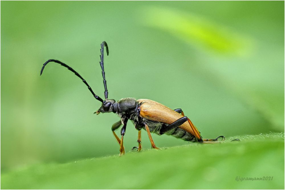 rothalsbock (stictoleptura rubra) ....