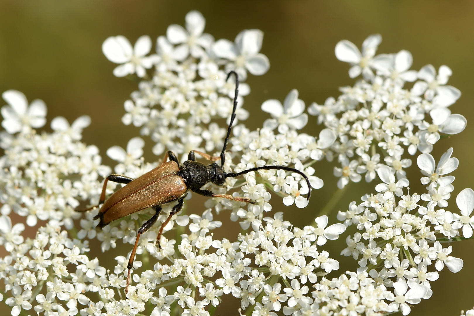 Rothalsbock - Stictoleptura rubra