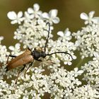 Rothalsbock - Stictoleptura rubra