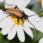 Rothalsbock (Stictoleptura rubra) - II -