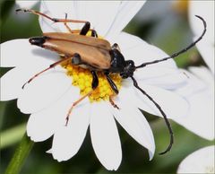 Rothalsbock (Stictoleptura rubra) - II -