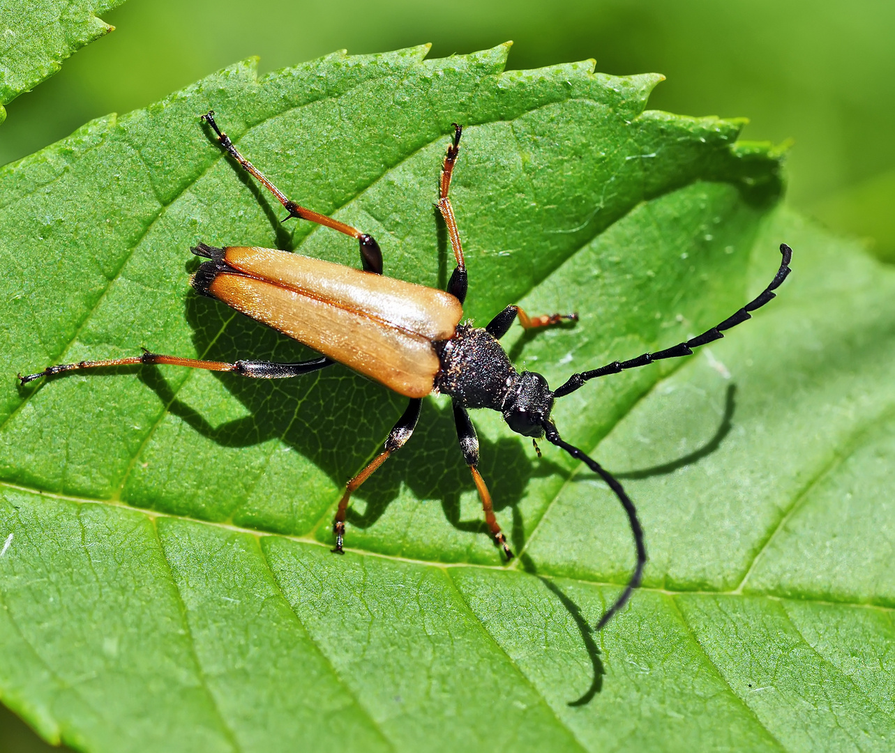 Rothalsbock (Stictoleptura rubra) - Lepture rouge.