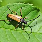 Rothalsbock (Stictoleptura rubra) - Lepture rouge.