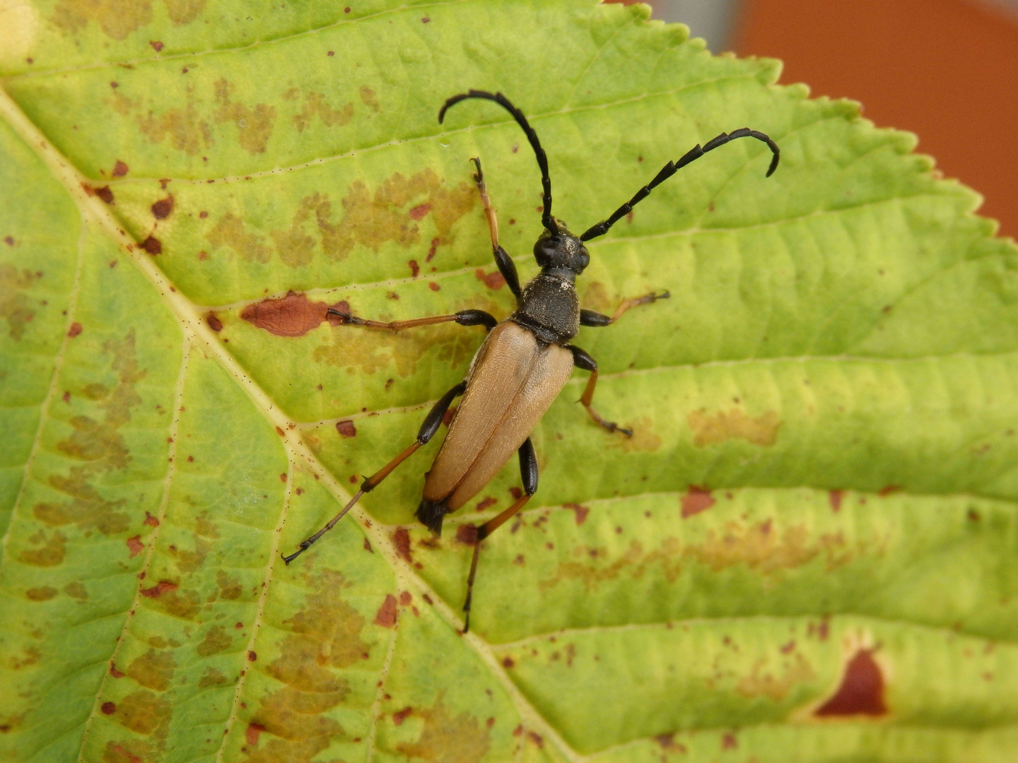 Rothalsbock (Stictoleptura rubra) - Männchen