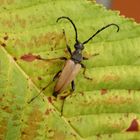 Rothalsbock (Stictoleptura rubra) - Männchen