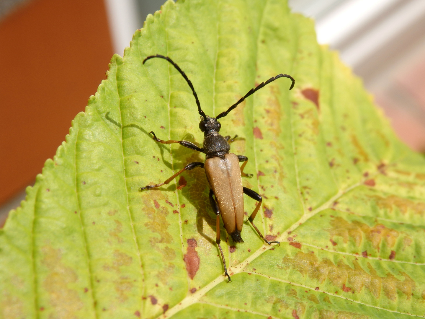 Rothalsbock (Stictoleptura rubra) - Männchen